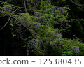 Wisteria 125380435