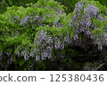 Wisteria 125380436