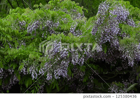 紫藤 125380436