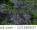 Wisteria 125380437