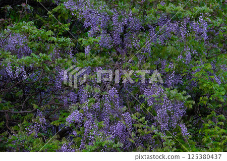 紫藤 125380437