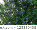 Wisteria 125380438