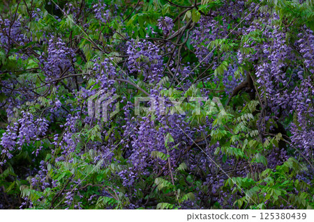 紫藤 125380439