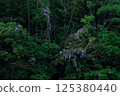 Wisteria 125380440