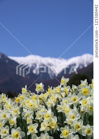 以白雪皚皚的中央阿爾卑斯山為背景，盛開的水仙花－長野縣駒根市 125380442