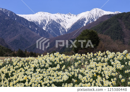 以白雪皚皚的中央阿爾卑斯山為背景，盛開的水仙花－長野縣駒根市 125380448