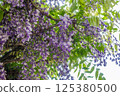  Wisteria flowers 125380500