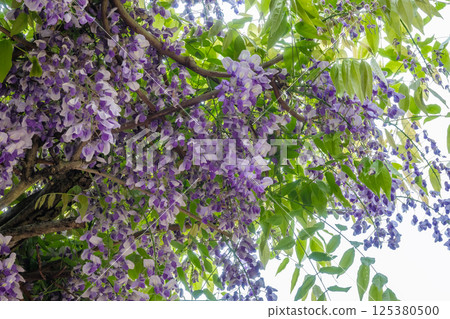 紫藤花 125380500