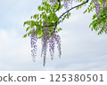  Wisteria flowers 125380501