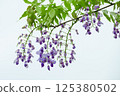  Wisteria flowers 125380502