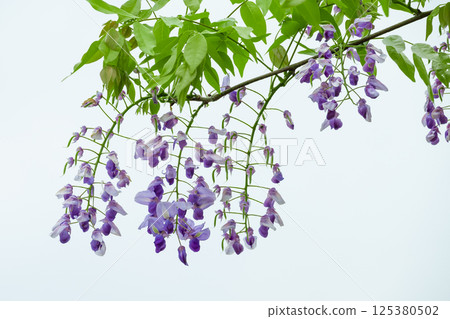  紫藤花 125380502