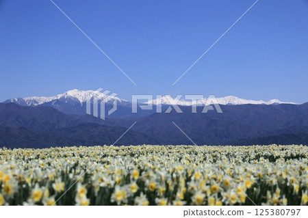 日本的春天:水仙花、藍天與阿爾卑斯雪山的對比-長野縣駒根市光前寺前 日本的春天:水仙花、藍天與阿爾卑斯雪山的對比-長野縣駒根市光前寺前 125380797