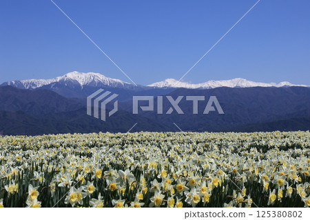 日本的春天:水仙花、藍天與阿爾卑斯雪山的對比-長野縣駒根市光前寺前 日本的春天:水仙花、藍天與阿爾卑斯雪山的對比-長野縣駒根市光前寺前 125380802