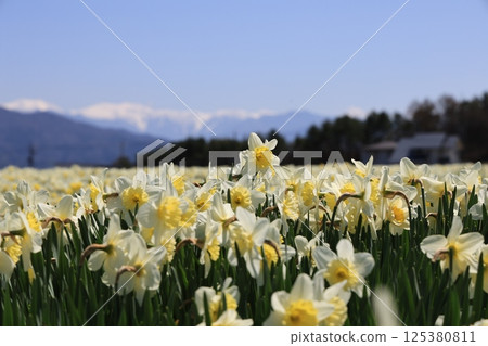 Spring in Japan: The contrast between daffodils, blue skies and the snowy mountains of the Alps – In front of Kozenji Temple, Komagane City, Nagano Prefecture 125380811