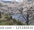 Cherry Blossoms	 125380816