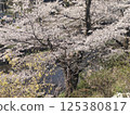 Cherry Blossoms	 125380817