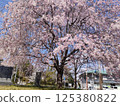 Cherry Blossoms	 125380822