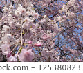 Cherry Blossoms	 125380823