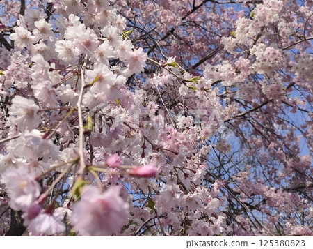 Cherry Blossoms Cherry Blossoms 125380823