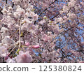Cherry Blossoms	 125380824