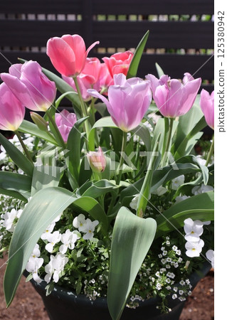 Pink tulips and violas Pink tulips and violas 125380942