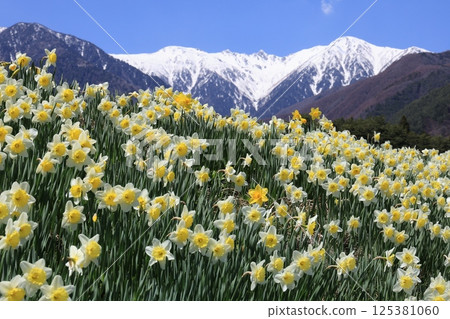 以白雪皚皚的中央阿爾卑斯山為背景，盛開的水仙花－長野縣駒根市 125381060