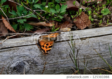 Nymphalidae, Large-legged Butterfly, active in early spring Nymphalidae, Large-legged Butterfly, active in early spring 125381066