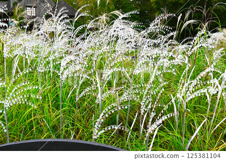 Beautiful garden 125381104