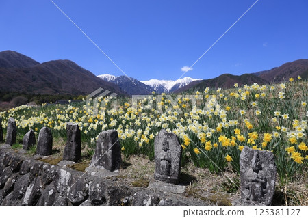 Daffodils blooming with the snowy Central Alps in the background – Komagane City, Nagano Prefecture Daffodils blooming with the snowy Central Alps in the background – Komagane City, Nagano Prefecture 125381127