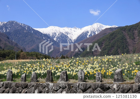 以白雪皚皚的中央阿爾卑斯山為背景，盛開的水仙花－長野縣駒根市 125381130