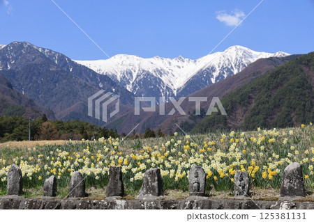 以白雪皚皚的中央阿爾卑斯山為背景，盛開的水仙花－長野縣駒根市 125381131