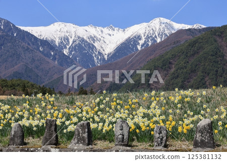 以白雪皚皚的中央阿爾卑斯山為背景，盛開的水仙花－長野縣駒根市 125381132