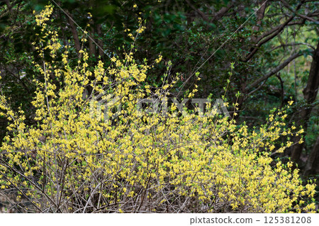 Yellow flowers of early spring: Chinese Forsythia flower 125381208