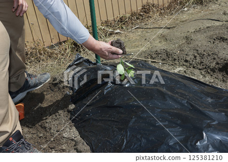 Planting bitter melon Planting bitter melon 125381210