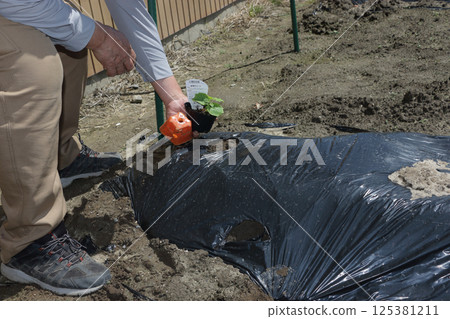 種植苦瓜 125381211