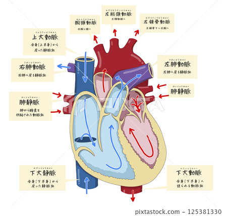 Cross-sectional illustrations showing the detailed structure of the heart, blood flow, and the names of each part Cross-sectional illustrations showing the detailed structure of the heart, blood flow, and the names of each part 125381330