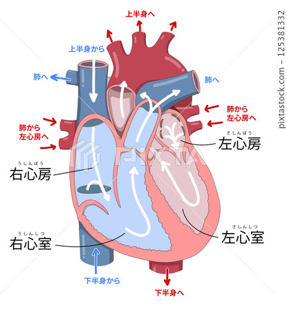 Cross-sectional illustrations showing the detailed structure of the heart, blood flow, and the names of each part 125381332