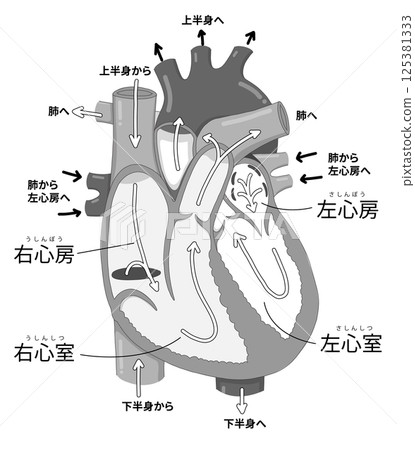 橫斷面圖展示了心臟的詳細結構、血流以及每個部分的名稱 125381333
