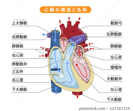 Cross-sectional illustrations showing the detailed structure of the heart, blood flow, and the names of each part 125381334