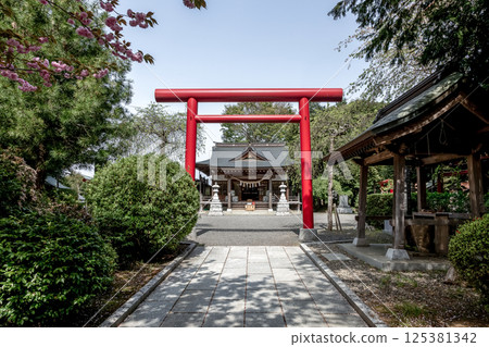 The worship hall and torii gates of Mikawa Inari Shrine in spring, when the torii gates turn a beautiful vermilion color 125381342
