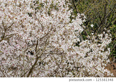 Magnoliaceae Magnolia flowering 125381348