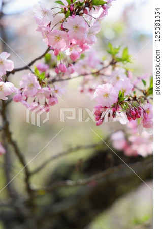 Pale pink Shikawa cherry blossoms 125381354