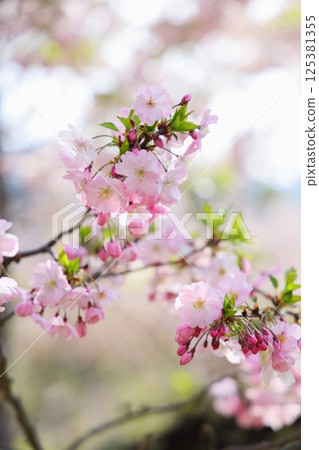 Pale pink Shikawa cherry blossoms Pale pink Shikawa cherry blossoms 125381355