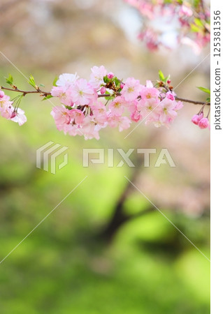 Pale pink Shikawa cherry blossoms Pale pink Shikawa cherry blossoms 125381356