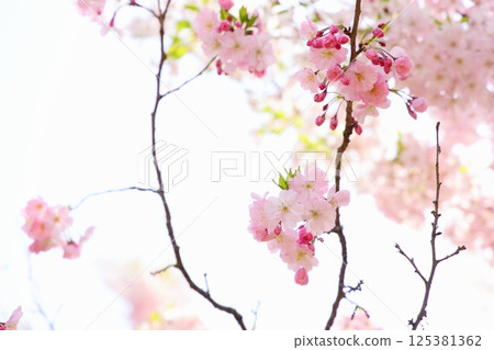 Pale pink Omoigawa cherry blossoms [White background] [Sky background] 125381362