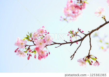 Pale pink Omoigawa cherry blossoms [Blue sky background] [Sky background] 125381365