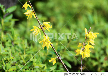 Yellow flowers of early spring: Chinese Forsythia flower Yellow flowers of early spring: Chinese Forsythia flower 125381395