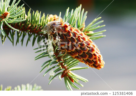 Young fir cone in resin on a branch close-up, blurred background. Young fir cone in resin on a branch close-up, blurred background. 125381406