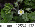 Dew-covered white wildflower blooming among lush green leaves in early morning light 125381432