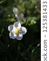 Single white wildflower in sunlight with dark green blurred background 125381433